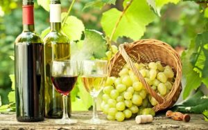 вино и виноград